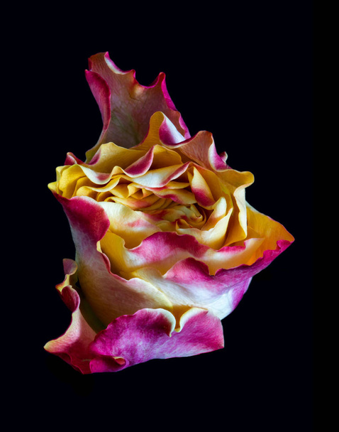 képzőművészet csendélet szokatlan alakú Rózsa virága a fekete háttér  - Fotó, kép