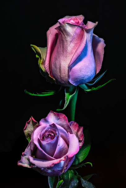 kukkivat violetti vaaleanpunainen ruusu kukka pari eristetty musta tausta
  - Valokuva, kuva