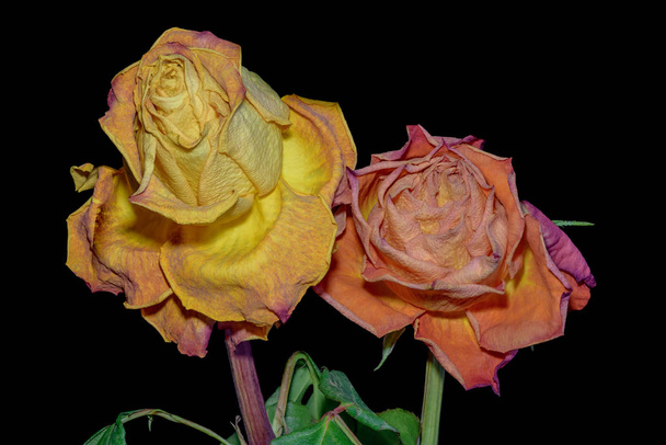 Kukka värikäs makro hiipuva ruusu duetto eristetty mustalla taustalla - symbolinen yhteinen ikä pari pari ikääntyminen rappeutuminen naimisissa - pitkäaikainen rakkaus surrealistinen tyyli
 - Valokuva, kuva