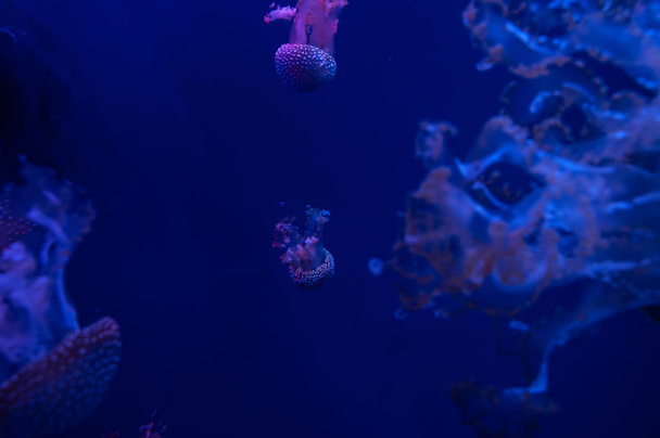 hermosa medusa translúcida peligrosa púrpura flotando bajo el agua en el océano oscuro
  - Foto, imagen