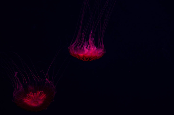 hermosa rosa medusas translúcidas peligrosas flotando bajo el agua en el océano oscuro
  - Foto, Imagen