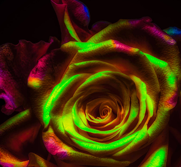 Krásný umělecký ještě život surrealistický barevný květinový portrét uvnitř poskvrnité barevné kvetoucí rozkvetlé růže kvetoucí v surrealistických barevných malířských barvách - Fotografie, Obrázek