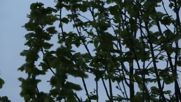 κλαδιά και φύλλα σε μπλε ώρα - Πλάνα, βίντεο