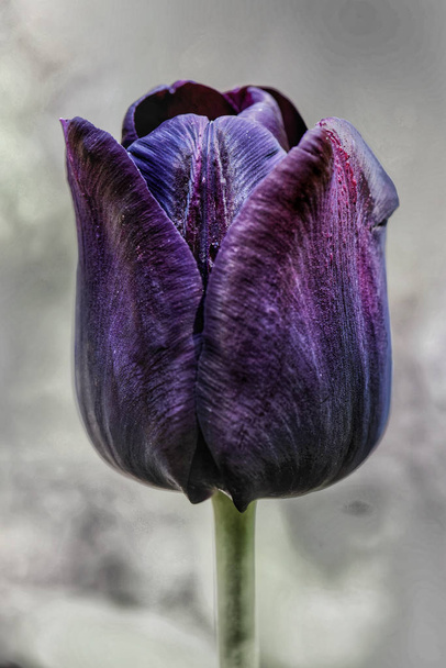 floración violeta azul oscuro tulipán cerrado flor, fondo gris borroso
  - Foto, Imagen