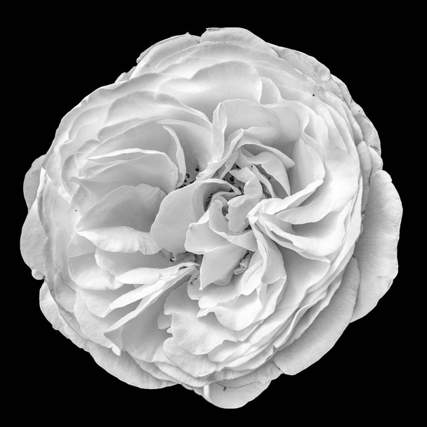 blanco aislado rosa flor monocromo macro retrato, fondo negro
 - Foto, Imagen