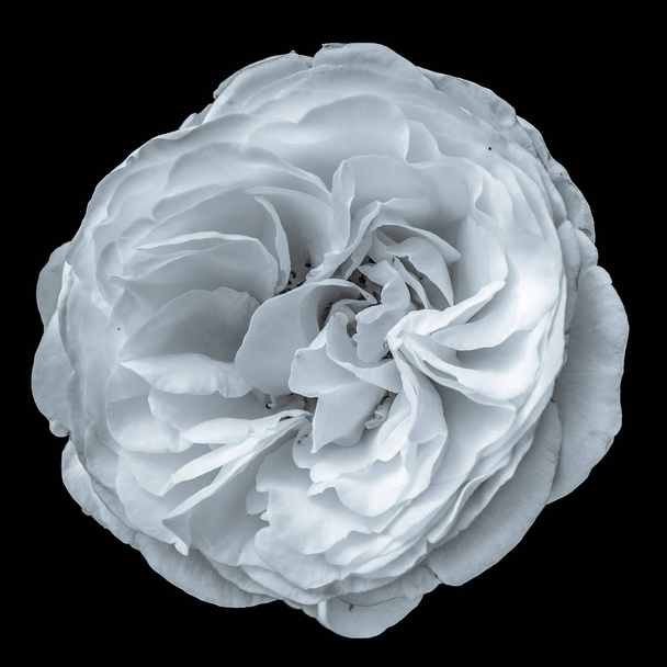 white isolated rose bloom monochrome macro portrait,black background - Photo, Image