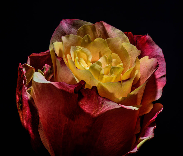still life isolated glowing yellow red rose blossom,black background - Photo, Image