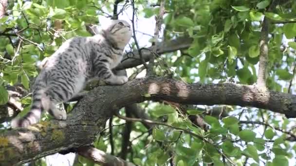 Σκοτσέζικη νεαρή γάτα για να κυνηγήσει τα πουλιά. - Πλάνα, βίντεο