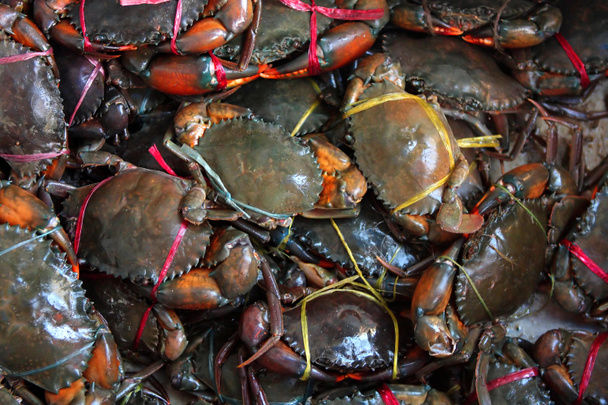 Fresh live crabs on the market in India, close-up - Photo, Image