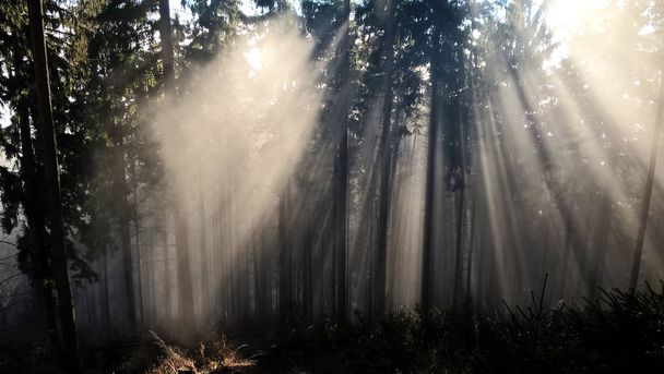 Belle matinée brumeuse dans la forêt. - Photo, image