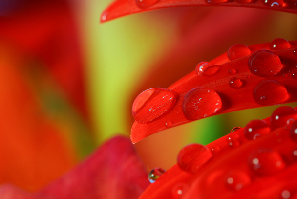 Regentropfen auf einem roten Blumenblatt - Foto, Bild