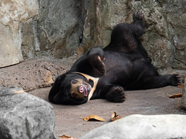 Moment drôle d'ours soleil malais avec le visage ennuyeux allongé sur Th
 - Photo, image