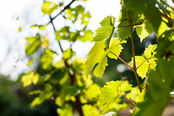 Green grape leaves - Фото, изображение