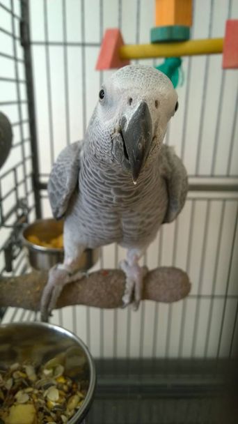 African Grey parrot in a cage. - Photo, Image