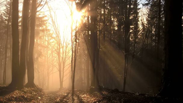 sun shining in mountain forest - Photo, Image