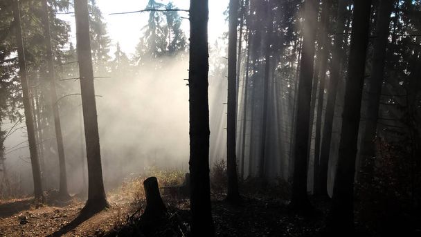 beautiful foggy morning in the forest. - Photo, Image