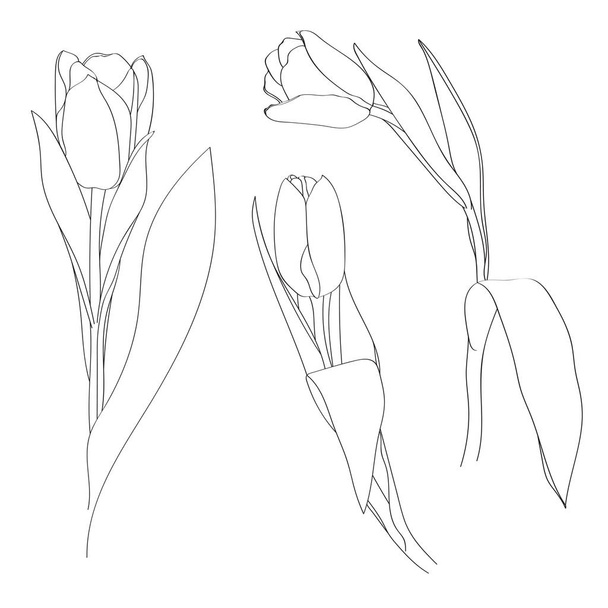 contour drawn tulips, vector illustrations set - Vettoriali, immagini