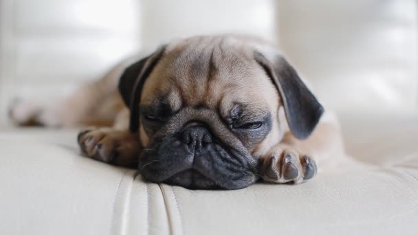 Uykulu köpek yavrusu belgili tanımlık pug - Video, Çekim