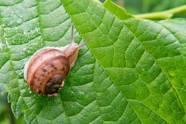 Snail on the green leaf - Photo, Image