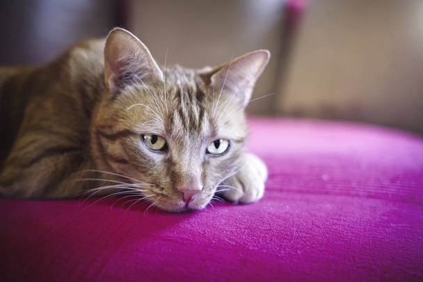 Sevimli zencefil kedi kanepede rahatlatıcı. - Fotoğraf, Görsel