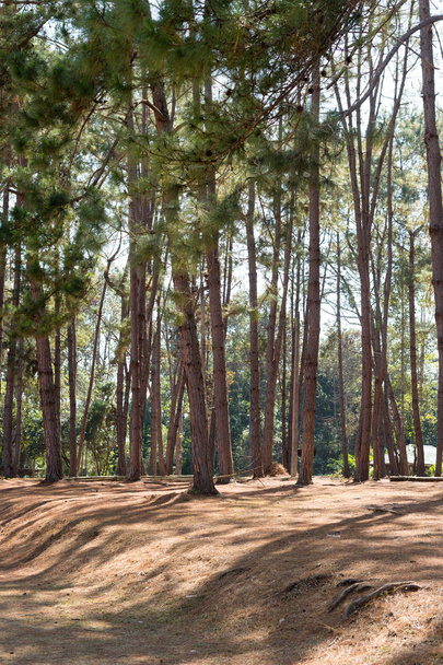 Pine tree in forest landscape - Фото, изображение