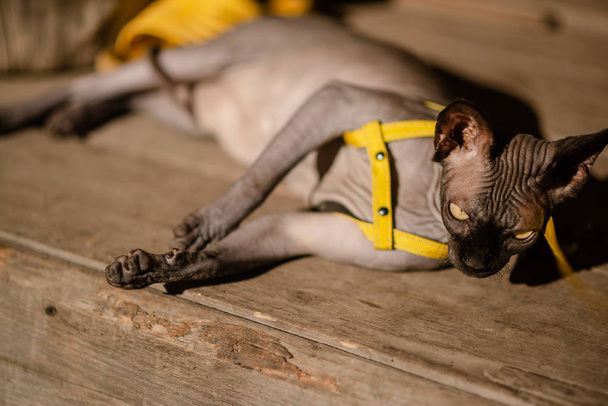 Γκρίζα γάτα με λουρί. Γκρίζα γάτα βρίσκεται σε ξύλινο πάτωμα. Κίτρινο λουρί. Χώρος αντιγραφής οριζόντιας προβολής. - Φωτογραφία, εικόνα