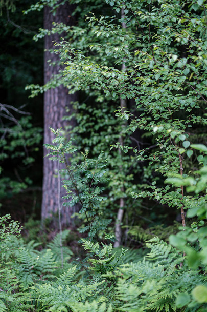 літній зелений змішаний деревний ліс з зеленим листям трави
 - Фото, зображення