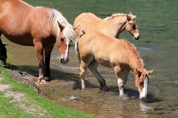 Лошадь на воде
 - Фото, изображение