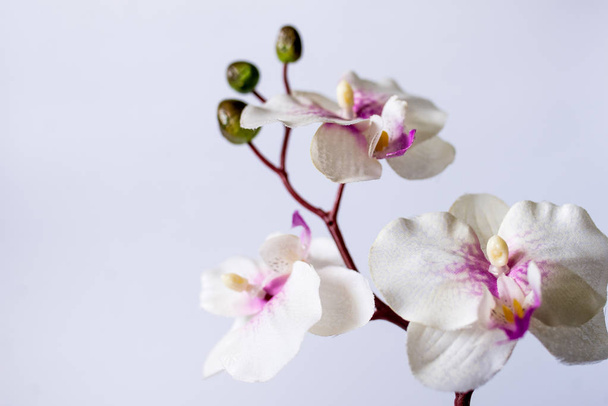 Orquídea sobre fundo branco
 - Foto, Imagem