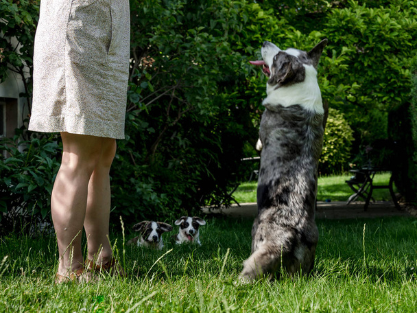 Bellissimo cane corgi grigio con diversi occhi colorati che saltano
 - Foto, immagini