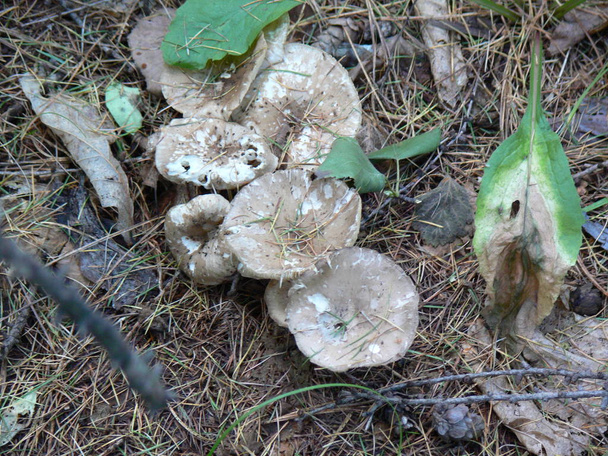 various mushrooms in the forest - Photo, Image