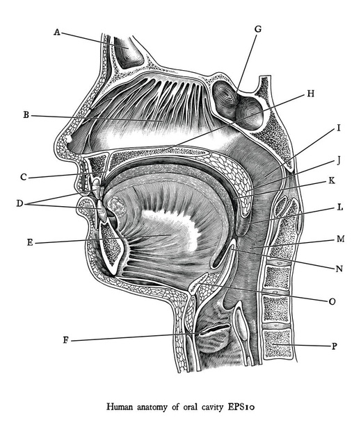 Starožitné ryté ilustrace lidské orální dutiny černá a Wh - Vektor, obrázek