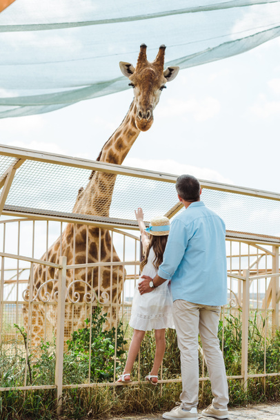 back view of father and daughter in straw hat standing near fence and giraffe in zoo  - 写真・画像
