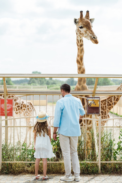 Widok z tyłu ojca i córki stoi w pobliżu ogrodzenia i żyrafa w zoo  - Zdjęcie, obraz