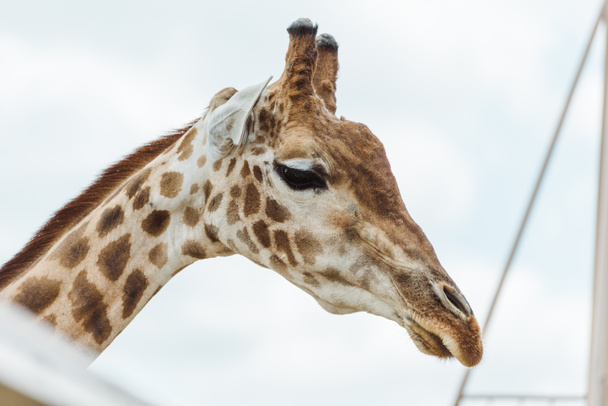 selective focus of giraffe against blue sky with clouds  - Photo, Image
