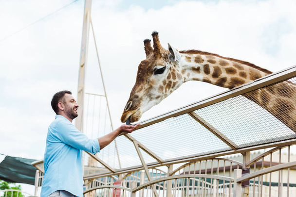 homme barbu joyeux souriant tout en nourrissant girafe dans le zoo
  - Photo, image