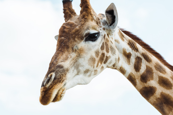 wild giraffe with long neck against blue sky with clouds  - Photo, Image