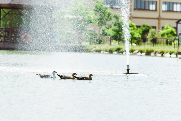 gotas cerca de la fuente cayendo mientras los cisnes negros nadan en el estanque
  - Foto, Imagen