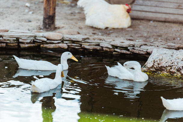 selective focus of white swans swimming in pond in zoo - Photo, Image