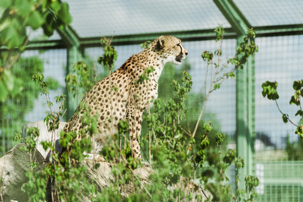 selective focus of wild leopard sitting near green plants in zoo  - Photo, Image