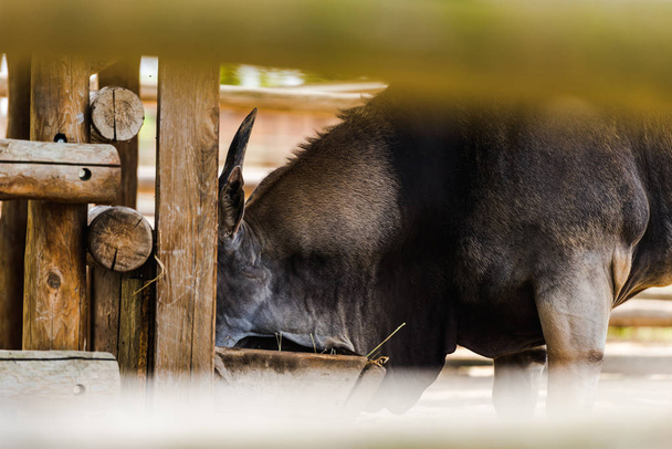 selective focus of wild donkey standing near wooden fence in zoo  - 写真・画像