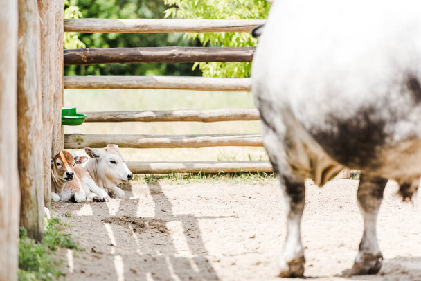 selektywne skupienie cieląt patrząc na krowy leżąc w pobliżu drewnianego ogrodzenia  - Zdjęcie, obraz
