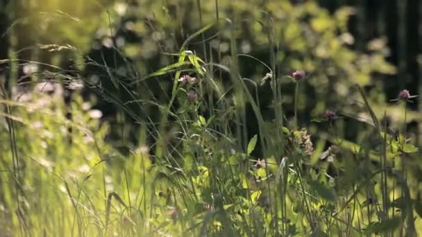 Thickets of grass and clover - Materiał filmowy, wideo
