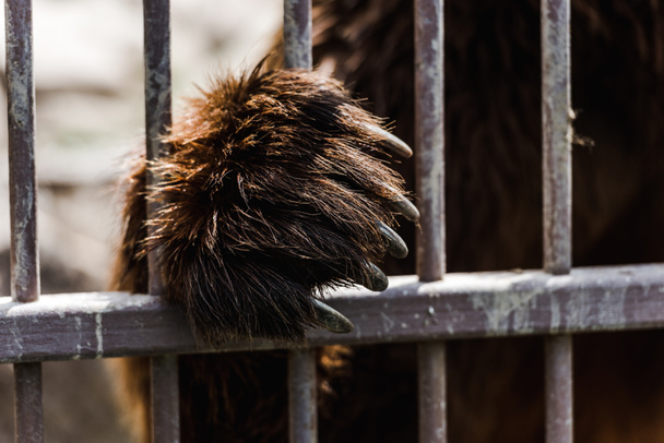 selective focus of brown bear with claws standing near cage in zoo  - Photo, image