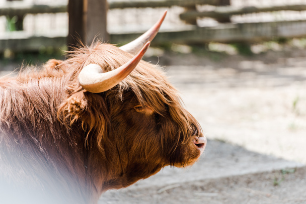 selective focus of furry bison with horns standing in zoo  - Φωτογραφία, εικόνα