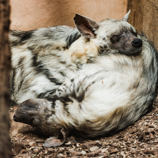 selektiver Fokus pelziger Hyänen mit geschlossenen Augen, die im Zoo schlafen  - Foto, Bild