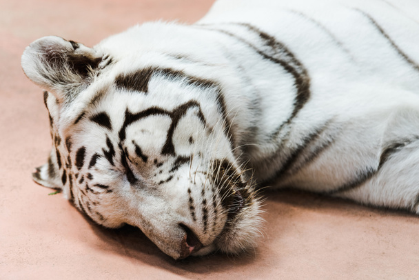wild white tiger with closed eyes lying in zoo  - Fotó, kép