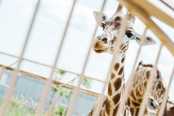 selective focus of giraffes standing in cage against sky  - Φωτογραφία, εικόνα