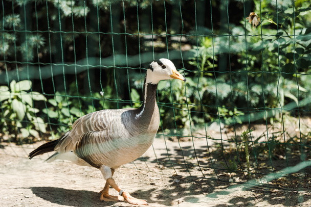 selective focus of wild duck walking in cage near green leaves  - Photo, image