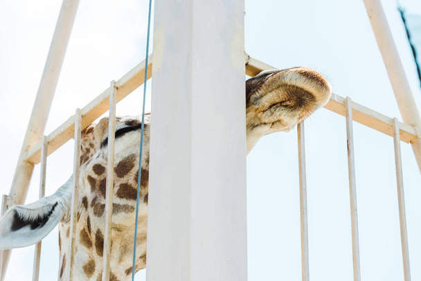 low angle view of giraffe standing near cage in zoo  - Foto, afbeelding